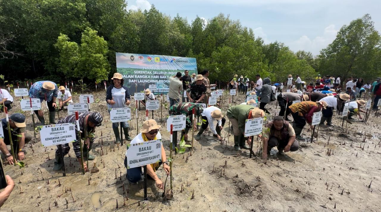 Peringati Hari Bakti Rimbawan ke- 41, PLN Dukung Penanaman Mangrove Seluas 20 Ha di NTT